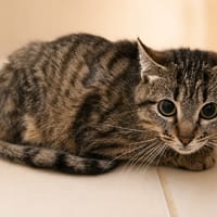 Fantomette, chatte à adopter