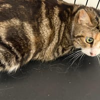 NAYLA, chatte à adopter