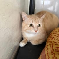 PASCAL, chat à adopter