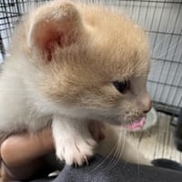 ROUSSEAU, chat à adopter