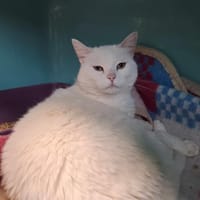 KALI, chatte à adopter