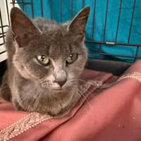 NUGGETS, chatte à adopter