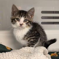 FLORIA, chatte à adopter