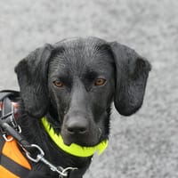 CHARLIE, chienne à adopter