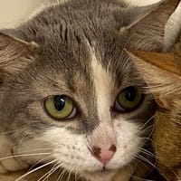 DANY, chat à adopter