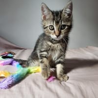 MANHATTAN PAB28704, chat à adopter