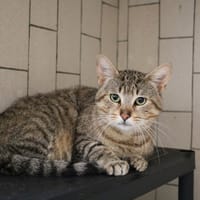 ARTHUR HAB17621, chat à adopter