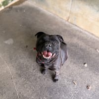 O'NEAL, chien à adopter