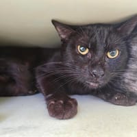ALABAMA, chat à adopter
