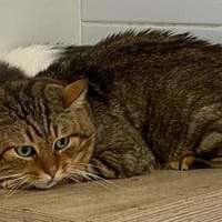 LUKE, chat à adopter