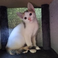 JUDE, chatte à adopter