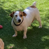 PRISKA, chienne à adopter