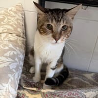 PEPPER, chat à adopter