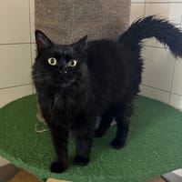 ROSIE, chatte à adopter