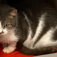 ROGER, chat à adopter