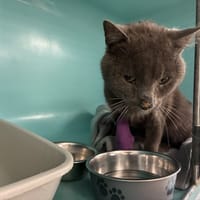 OAK, chat à adopter