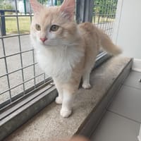 Waffle, chat à adopter