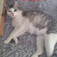 ORALIA, chatte à adopter