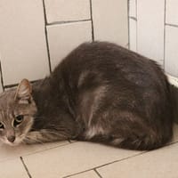 Grisette HAB17629, chatte à adopter