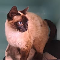 SHAKIRA QCT, chatte à adopter
