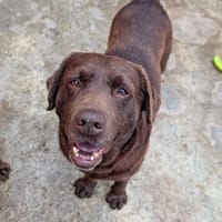 OLAF, chien à adopter