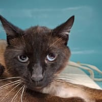 MARLY, chatte à adopter