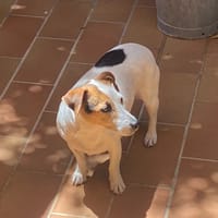 OCARINA, chienne à adopter