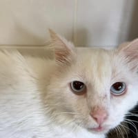 WEETOS, chat à adopter