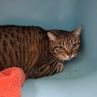 MICHOUCHETTE, chatte à adopter