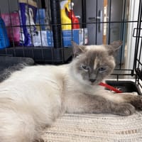 KELLY, chatte à adopter