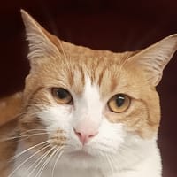 Tarzan, chat à adopter