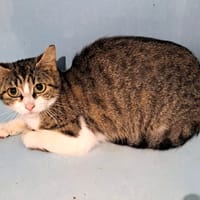 TAIANA QCT, chatte à adopter