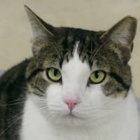 GASTON, chat à adopter