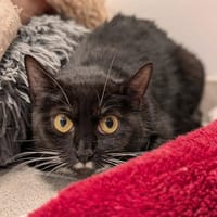 ETNA QCT, chatte à adopter