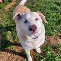 NINON PAA24153, chien à adopter