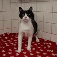CHATAIGNE HAB17623, chatte à adopter