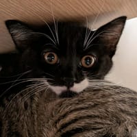 VESUVE QCT ( a trouvé sa famille), chatte à adopter