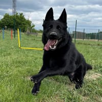 VENOM, chien à adopter