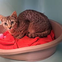 SHERIFA QCT, chatte à adopter