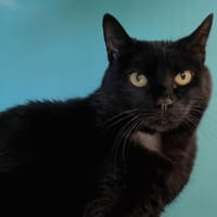 CHIPIE, chatte à adopter