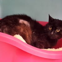 ANUATO QCT, chat à adopter