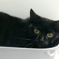 GRANIT, chat à adopter