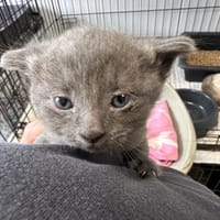 GRISOUTTE, chat à adopter