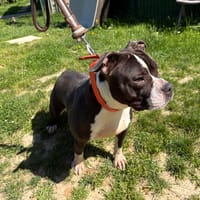 VIVI PAA24233, chienne à adopter