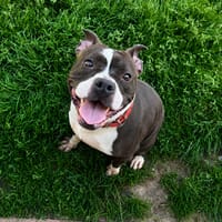 VIVI PAA24233, chienne à adopter