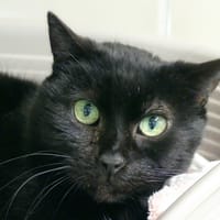 GAFFY, chat à adopter