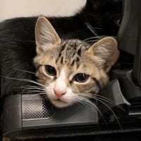 OSORNO QCT, chat à adopter