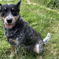 PATTON, chien à adopter