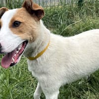 SAMOSA, chien à adopter