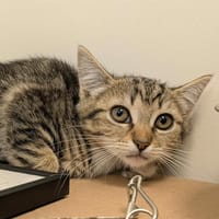 COTOPAXI QCT (a trouvé sa famille), chat à adopter